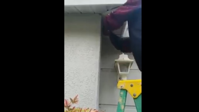 Crazy Dude Destroys a Yellow Jackets Nest With His Bare Hands