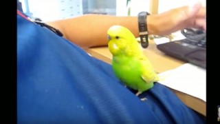 Adorable Bird Talks Himself to Sleep
