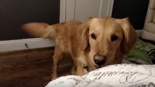 Golden Retriever Refuses to Go to Bed – Hilariously Argues with Human