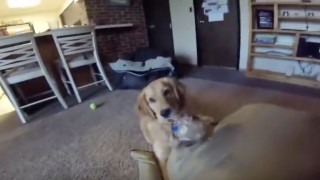 Puppy Has Hilarious Reaction About New Bed
