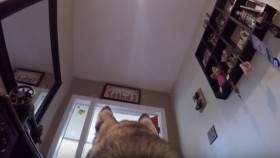 GoPro Gives Exciting Glimpse at Husky's Life