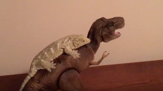 Lizard Thinks Toy Dinosaur Is Godzilla – Tries to Defeat It