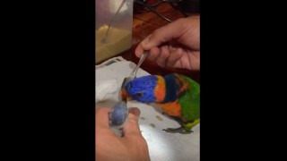 Lorikeet Tries to Feed Baby – Ends Up Making a Big Mess