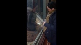 Orangutan Gives Pregnant Woman's Belly a Kiss