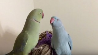 Parakeet Siblings Have Hilarious Conversation