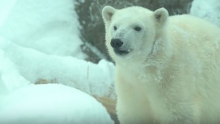 Delighted Animals Enjoy the First Day of Snow at Oregon Zoo