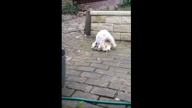 Puppy Tries to Chase His Tail – Kinda Succeeds, Then Fails
