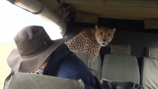 Wild Cheetah Surprises Safari Tour By Jumping Into Vehicle