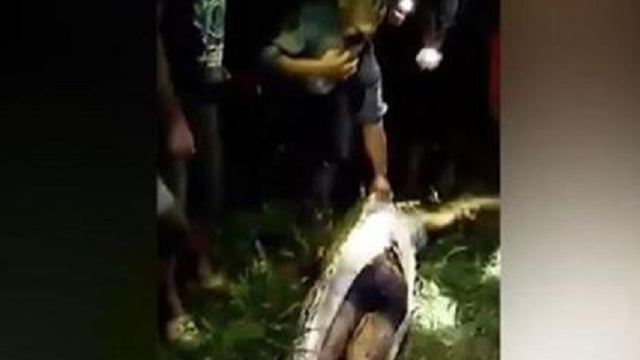 Villagers Find Missing Farmer Inside Of Monstrous Python That Swallowed Him Whole