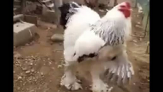 The Internet Is Freaking Out About This Absolutely Massive Chicken