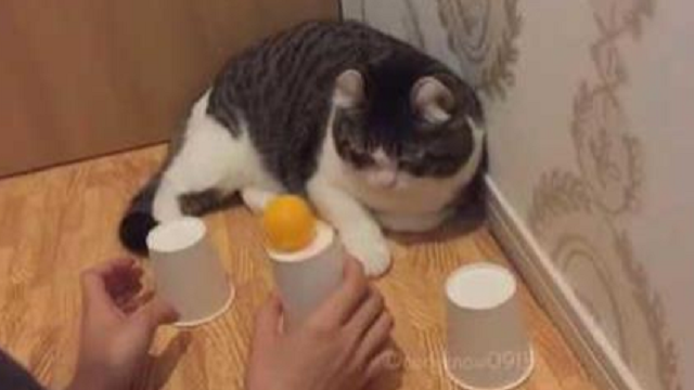 Genius Cat Can\'t Be Fooled By \'Cup & Ball\' Game