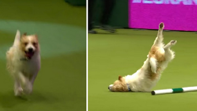 Adorable Jack Russell Fails At Dog Show But Succeeds At Winning Hearts