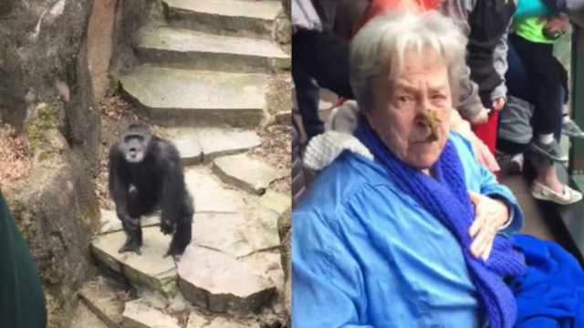 Grandma Hit Directly in the Face By Poop-Throwing Chimp