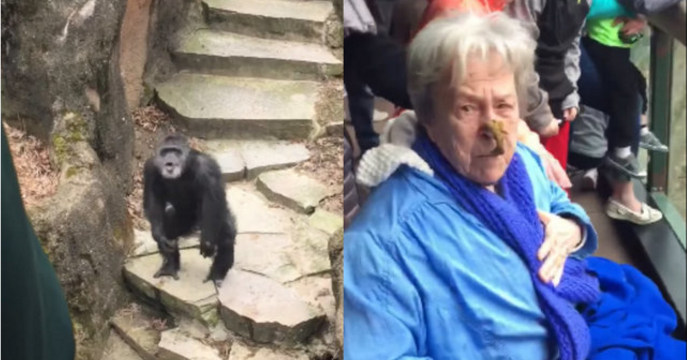 Grandma Hit Directly in the Face By Poop-Throwing Chimp